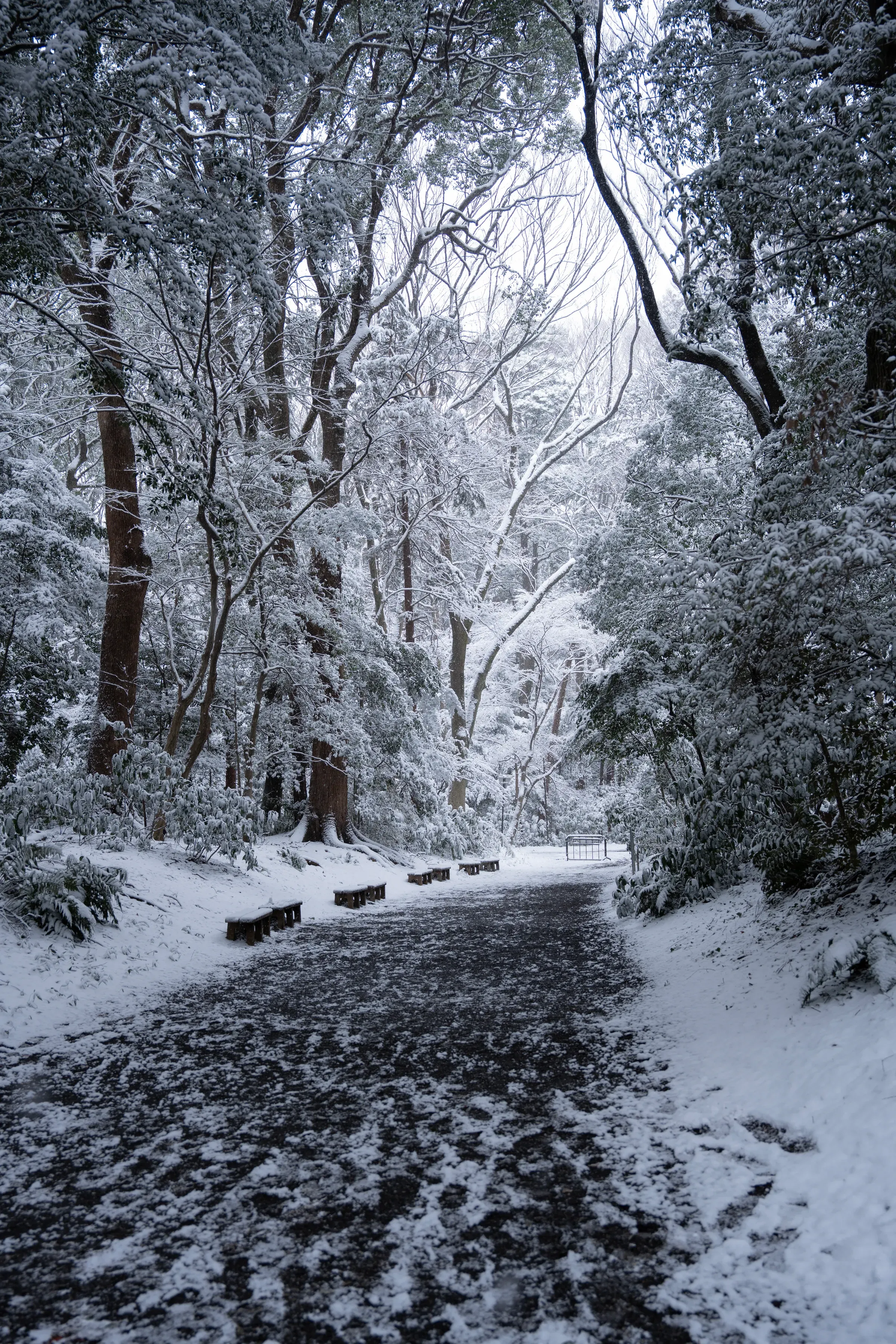 林间的雪景，安静得只听得到脚踩雪的声音