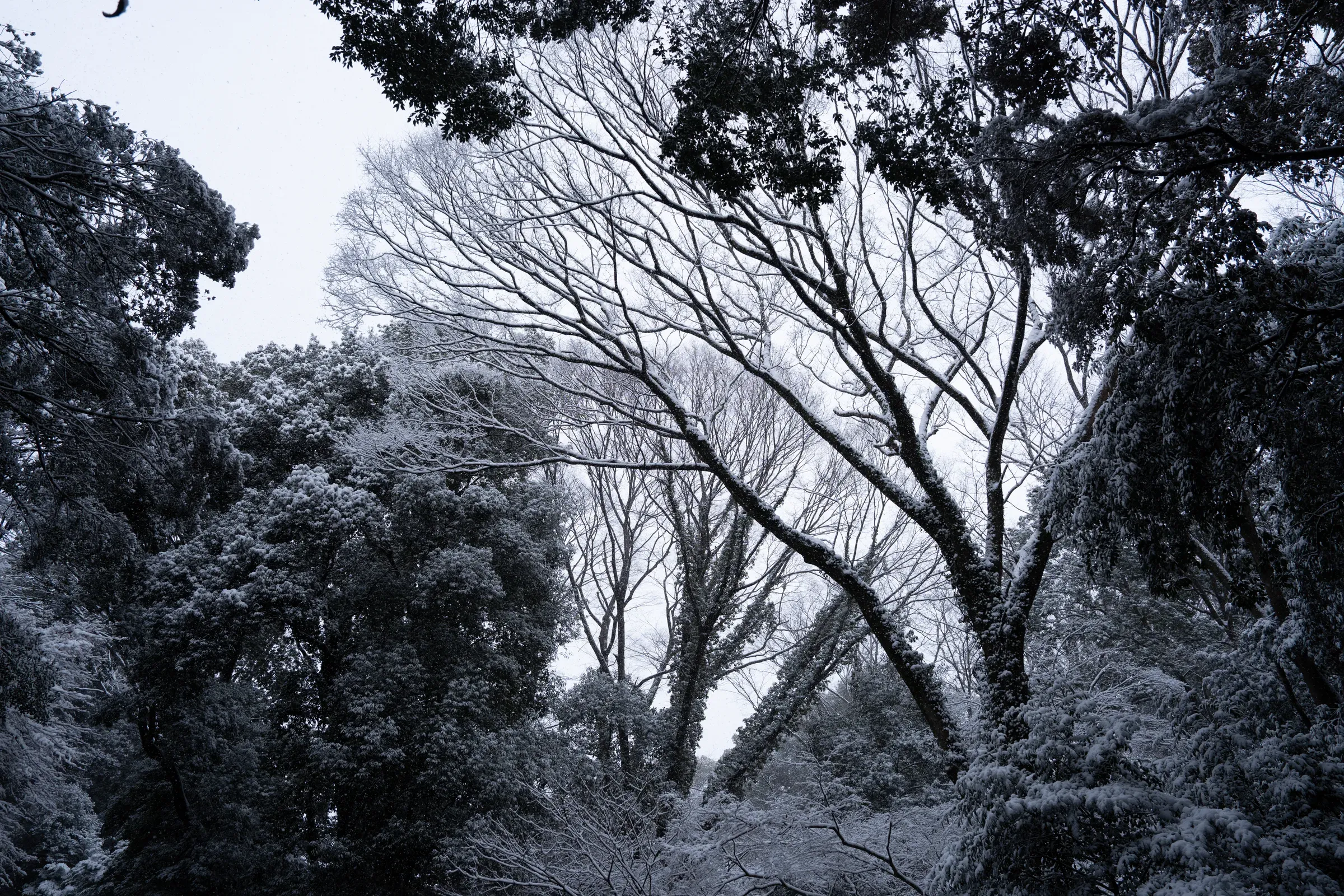 抬头看雪中的树冠，白茫茫一片