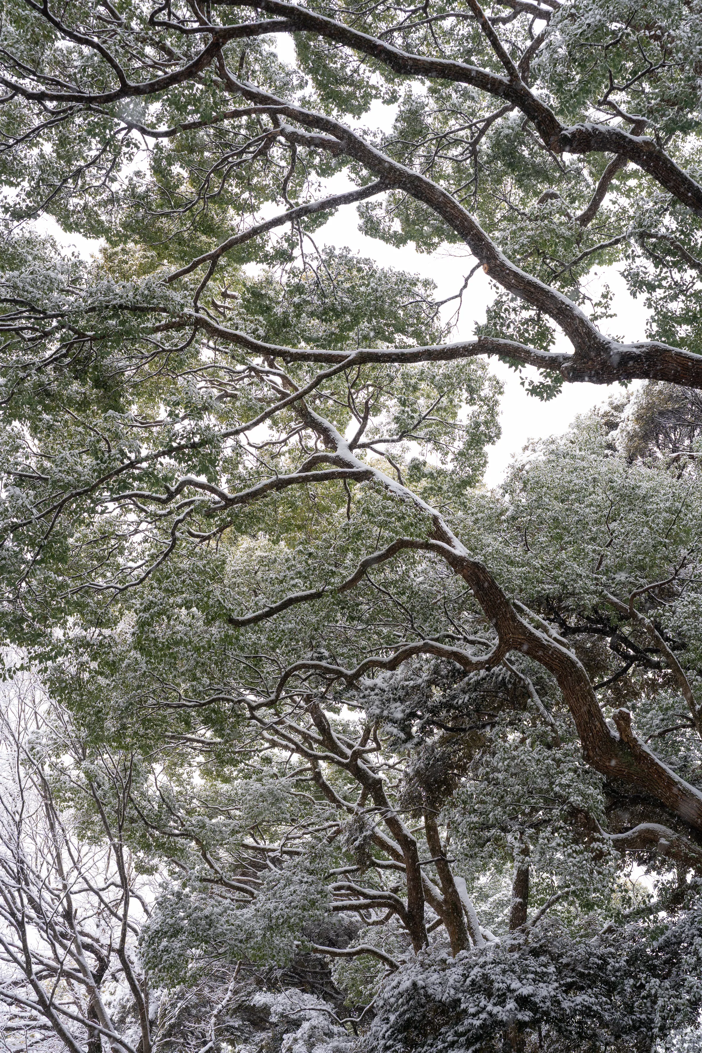 妈妈和铭铭在雪中的明治神宫