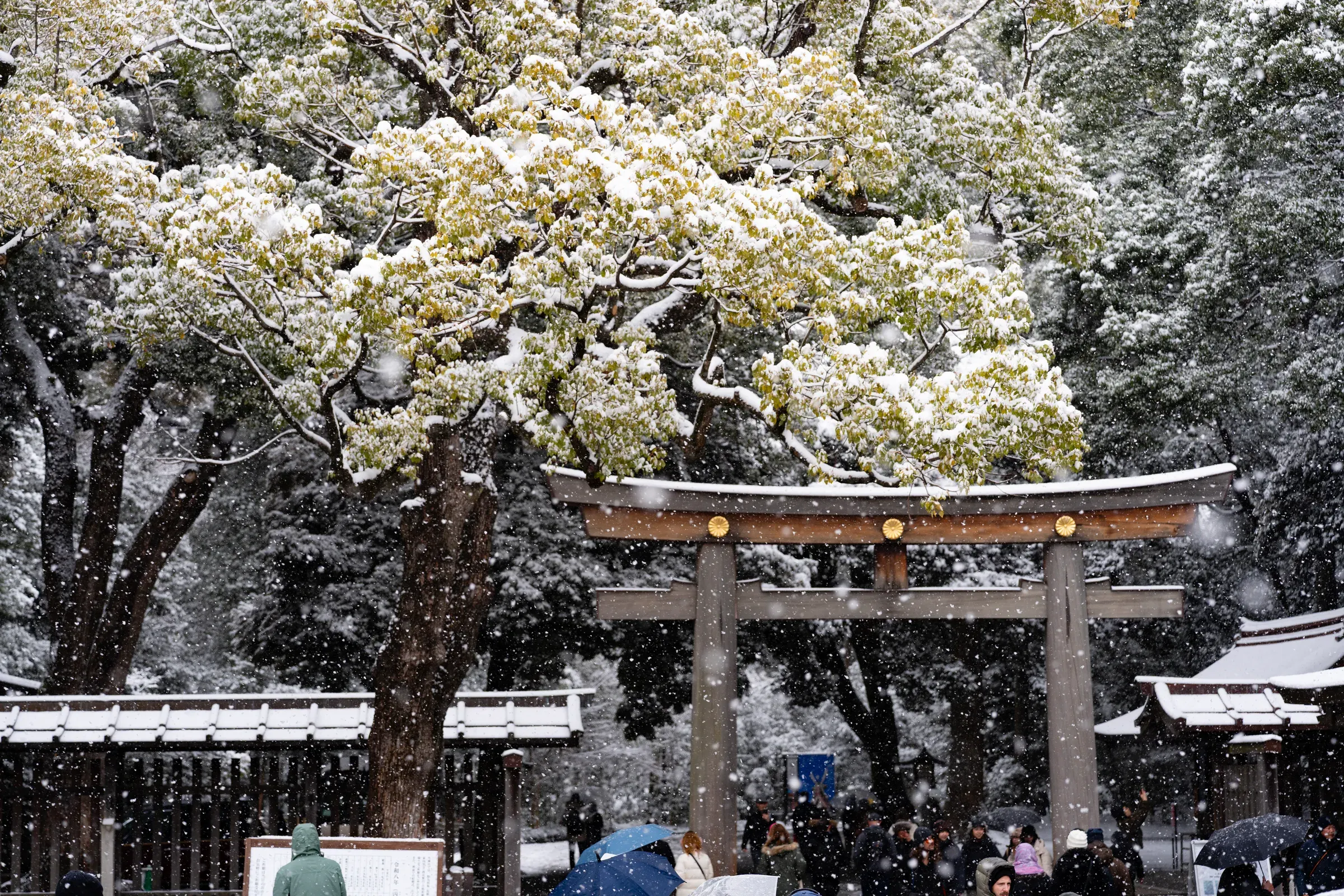 回望参道上的鸟居与石灯笼，雪还在下