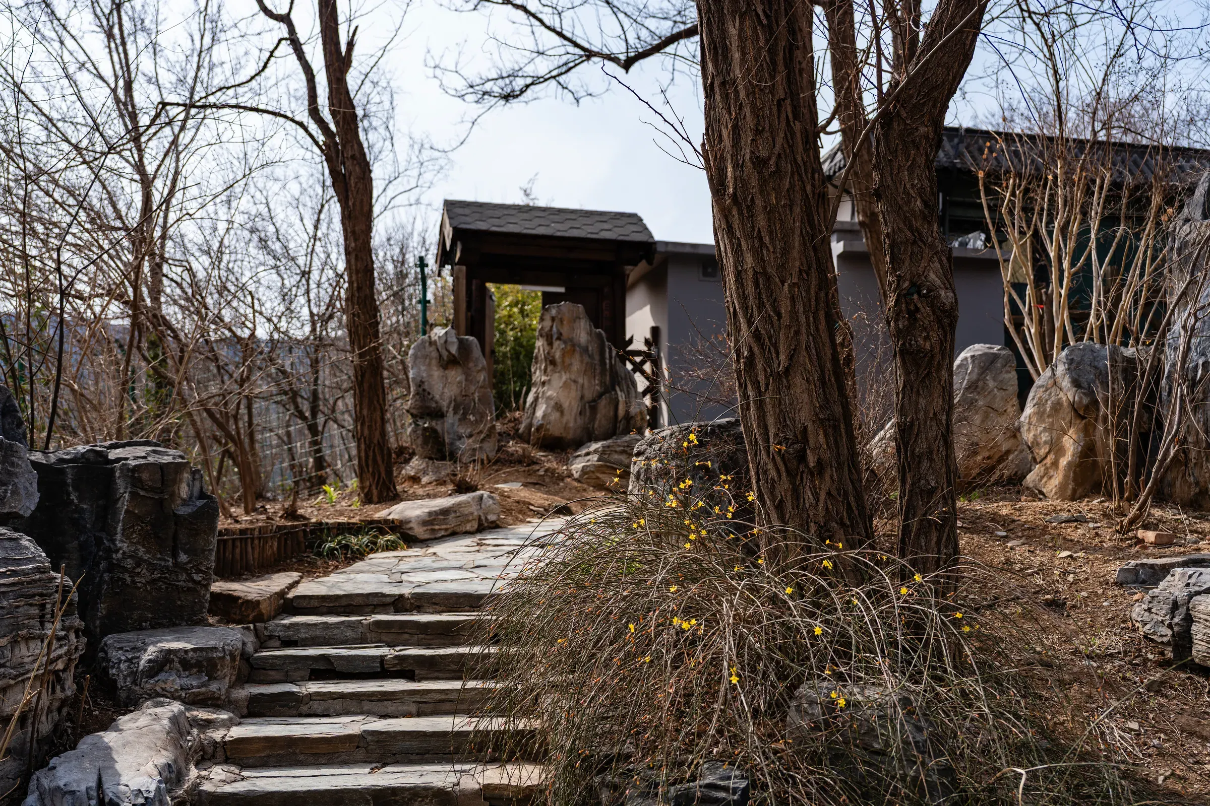 石阶小路与迎春花