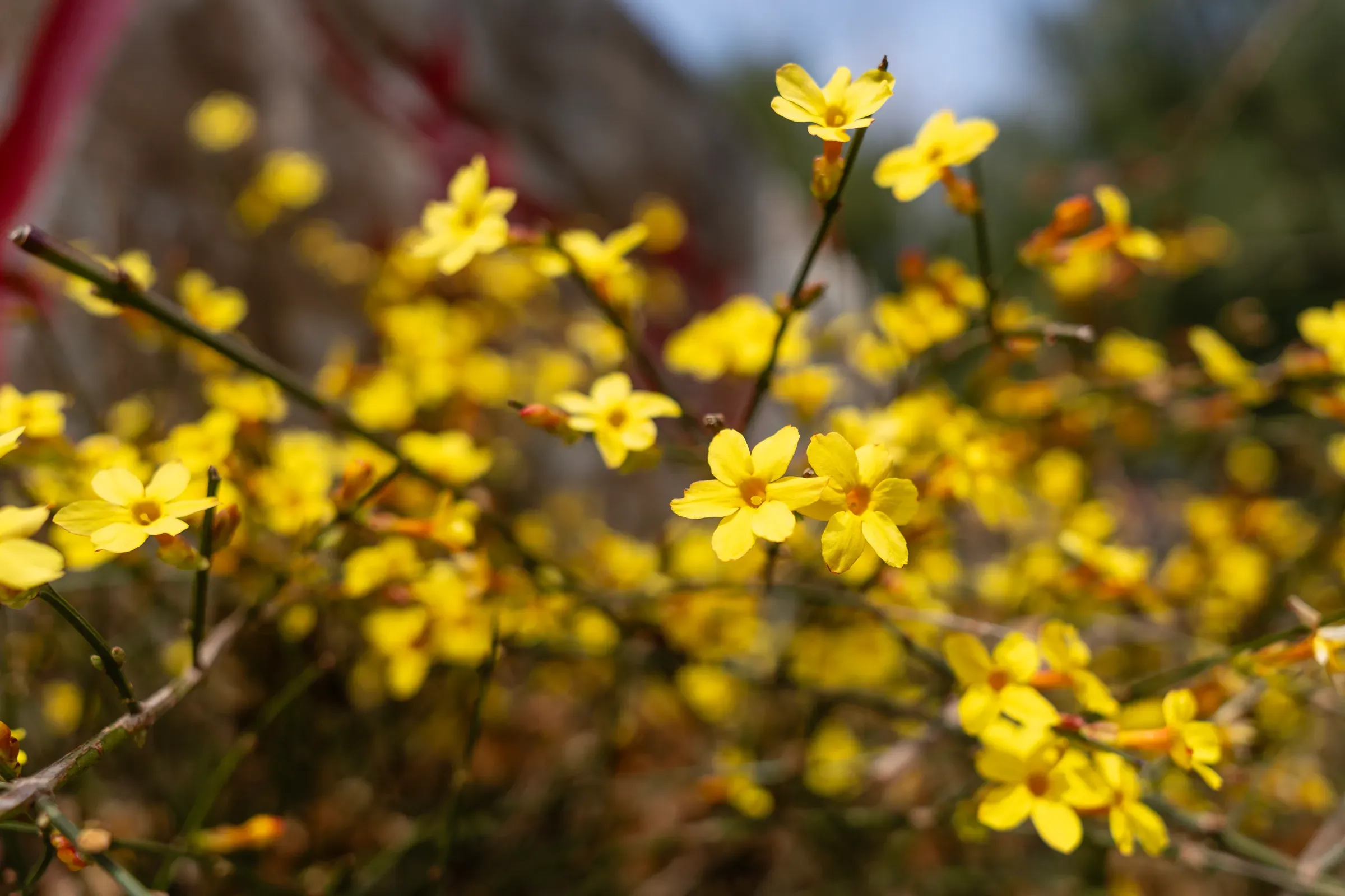 迎春花特写,阳光下的第一缕春意