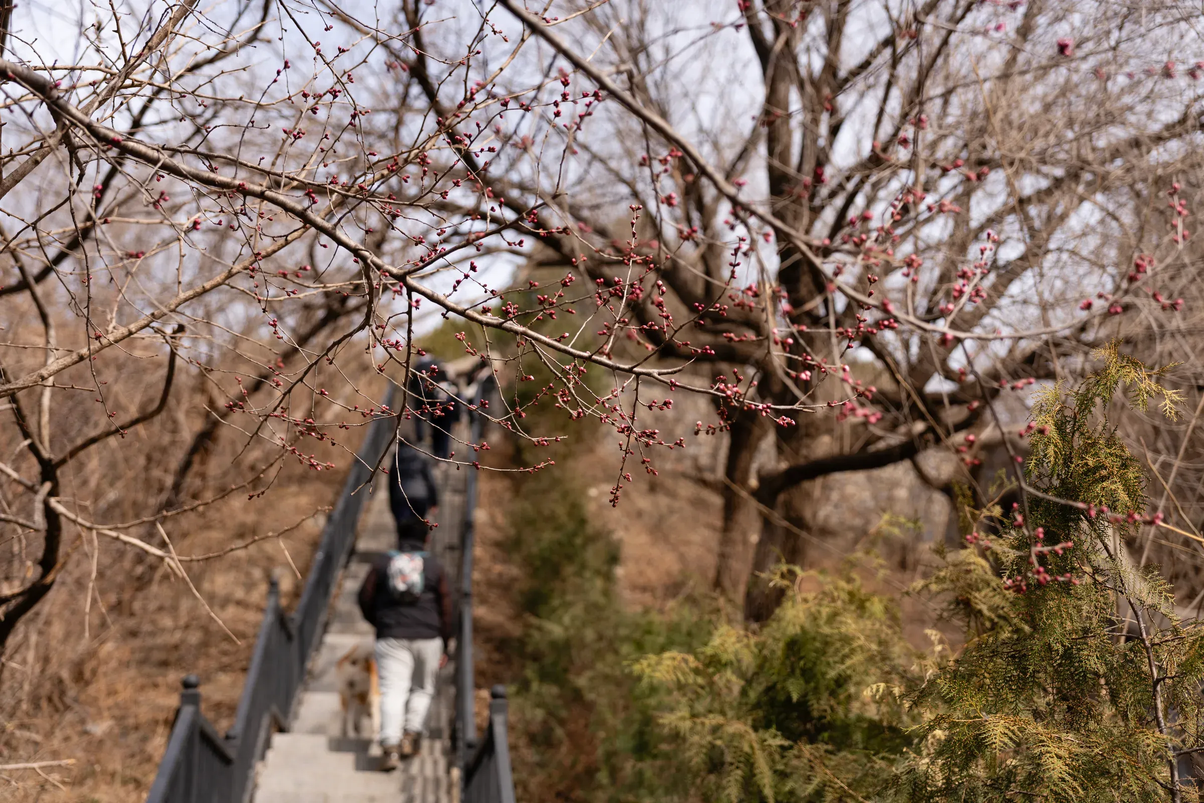 山路上的红色花苞,春天快来了