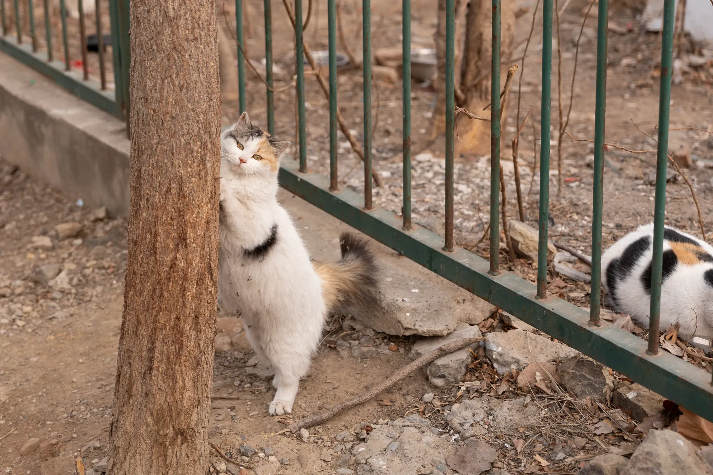 站立打量我们的白猫