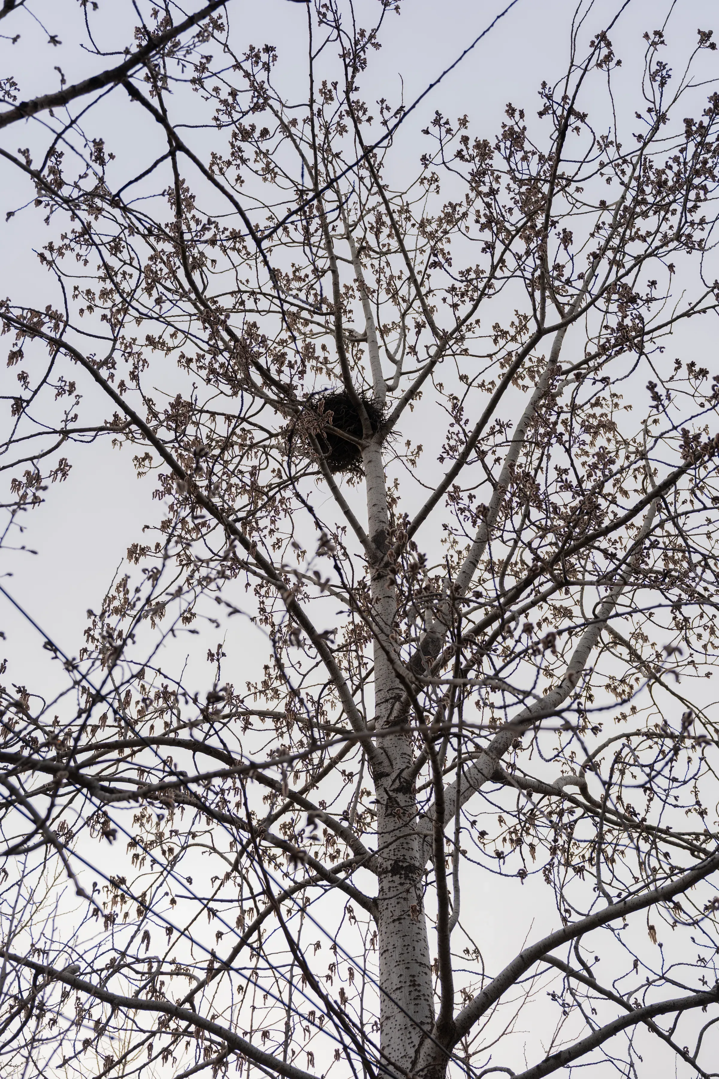 树顶的鸟巢,嫩芽初发